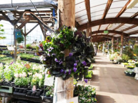 スタッフ作の寄せ植え