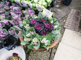 スタッフ作の寄せ植え