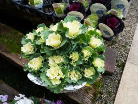 スタッフ作の寄せ植え