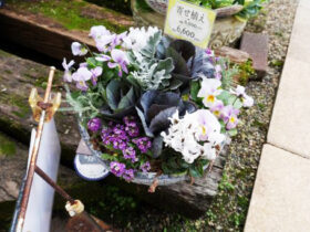 スタッフ作の寄せ植え