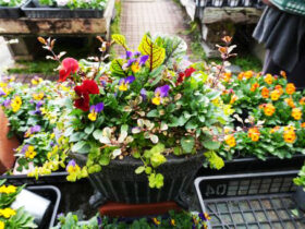 スタッフ作の寄せ植え