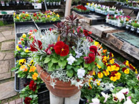 スタッフ作の寄せ植え