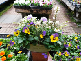 スタッフ作の寄せ植え