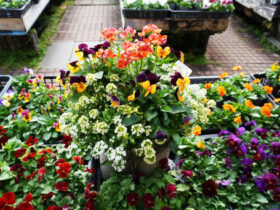 スタッフ作の寄せ植え