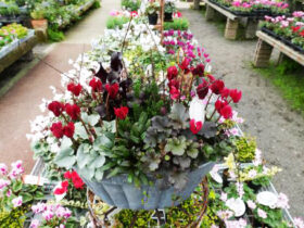 スタッフ作の寄せ植え