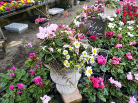 スタッフ作の寄せ植え