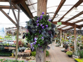 スタッフ作の寄せ植え