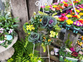 スタッフ作の寄せ植え