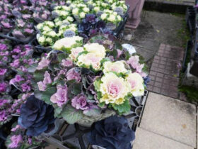 スタッフ作の寄せ植え