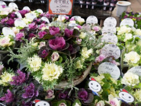 スタッフ作の寄せ植え