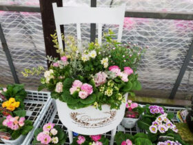 スタッフ作の寄せ植え