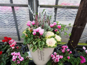 スタッフ作の寄せ植え