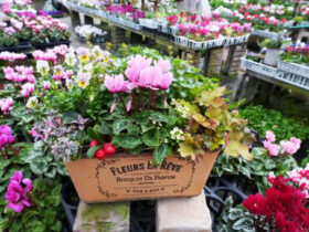 スタッフ作の寄せ植え