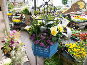 スタッフ作の寄せ植え