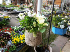 スタッフ作の寄せ植え