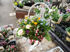 スタッフ作の寄せ植え