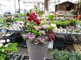 スタッフ作の寄せ植え