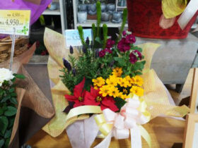 スタッフ作の寄せ植え