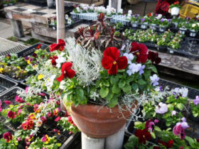 スタッフ作の寄せ植え