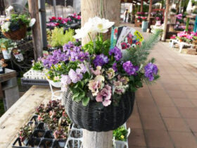 スタッフ作の寄せ植え