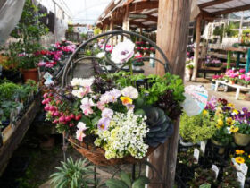 スタッフ作の寄せ植え