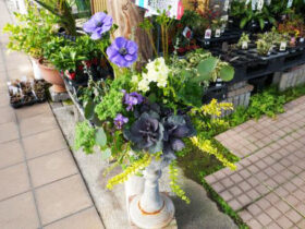 スタッフ作の寄せ植え