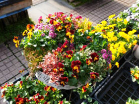 スタッフ作の寄せ植え