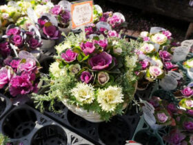 スタッフ作の寄せ植え