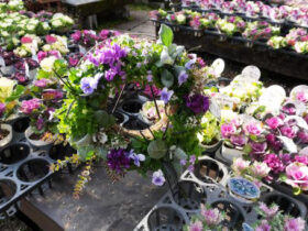 スタッフ作の寄せ植え