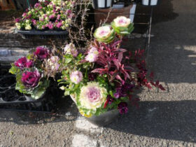 スタッフ作の寄せ植え