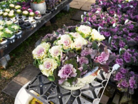 スタッフ作の寄せ植え