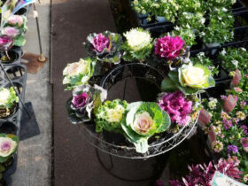 スタッフ作の寄せ植え