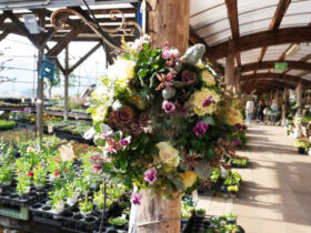 スタッフ作の寄せ植え