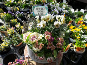 スタッフ作の寄せ植え