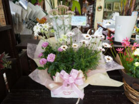 スタッフ作の寄せ植え