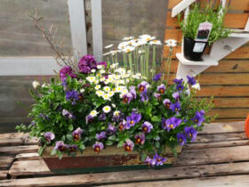 スタッフ作の寄せ植え