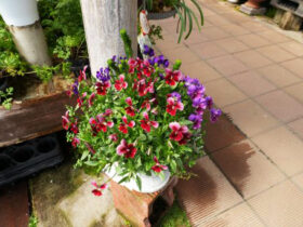 スタッフ作の寄せ植え