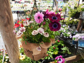 スタッフ作の寄せ植え