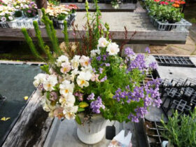 スタッフ作の寄せ植え