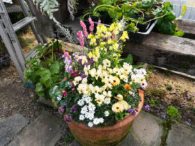 スタッフ作の寄せ植え