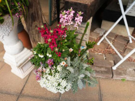 スタッフ作の寄せ植え