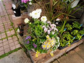 スタッフ作の寄せ植え