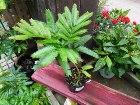 観葉植物５月の紹介