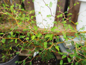 観葉植物５月の紹介
