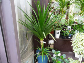 観葉植物５月の紹介