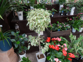 観葉植物５月の紹介