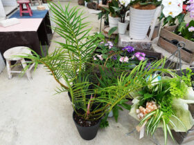 観葉植物５月の紹介