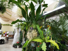 観葉植物５月の紹介