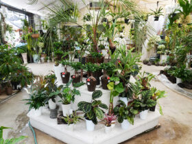 観葉植物５月の紹介