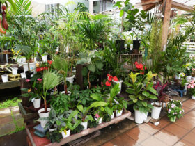 観葉植物５月の紹介